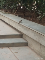 Funambulus pennantii