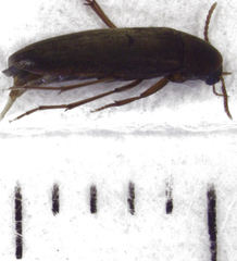 Axylita
