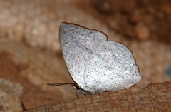 Curetis acuta