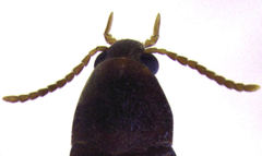 Axylita