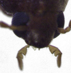 Axylita
