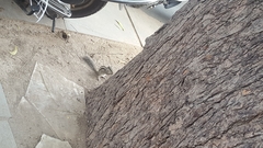 Funambulus pennantii