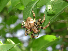 Araneus grossus