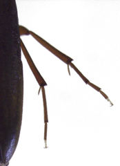 Axylita
