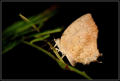 Surendra quercetorum