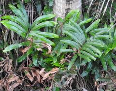 Acrostichum speciosum