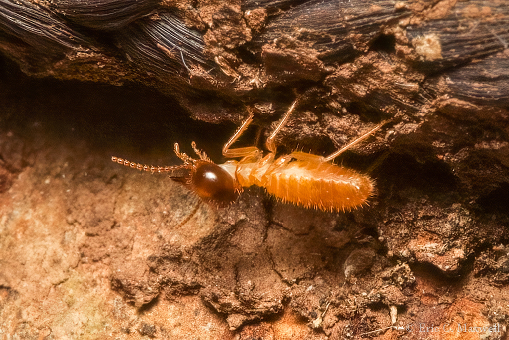 Nasutitermes acajutlae