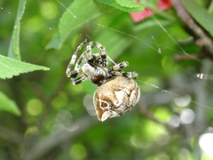 Araneus grossus