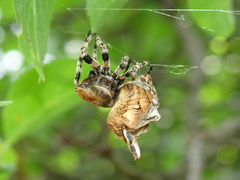 Araneus grossus
