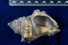 Stramonita canaliculata