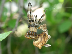 Araneus grossus