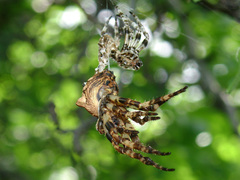 Araneus grossus