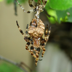 Araneus grossus