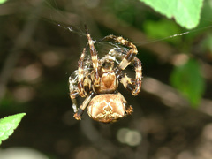 Araneus grossus