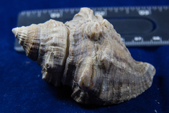 Stramonita canaliculata