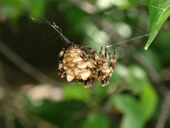 Araneus grossus