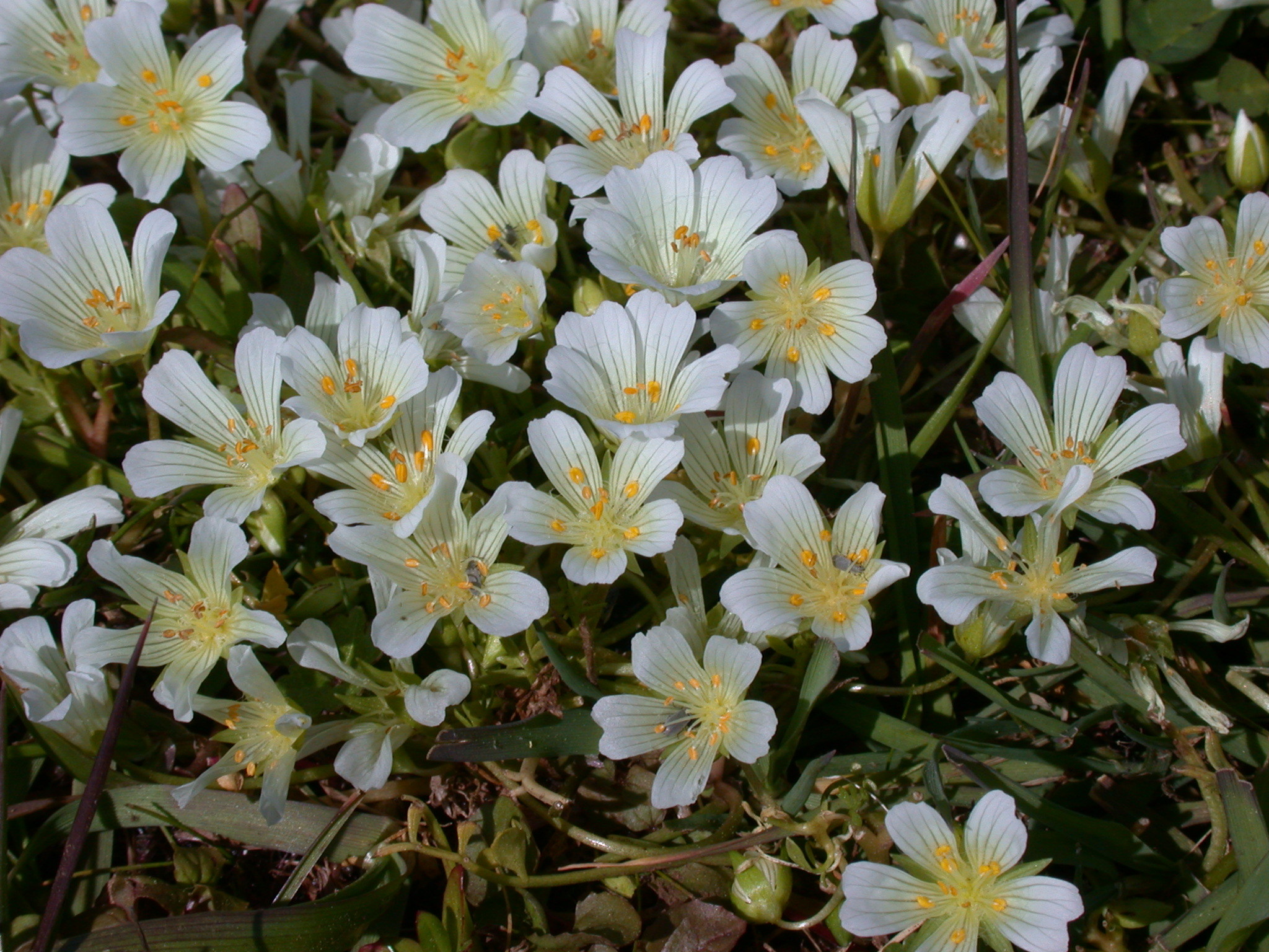 Limnanthes douglasii ssp. nivea