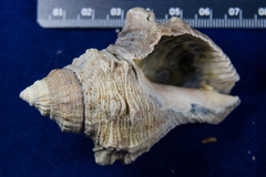 Stramonita canaliculata