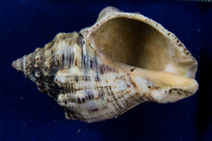 Stramonita canaliculata