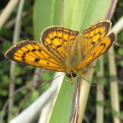 Lycaena salustius