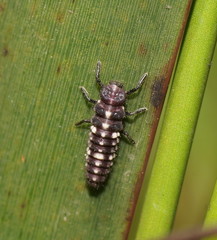 Micraspis flavovittata