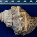 Hays' Rocksnail - Photo (c) BJ Stacey, some rights reserved (CC BY-NC), uploaded by BJ Stacey