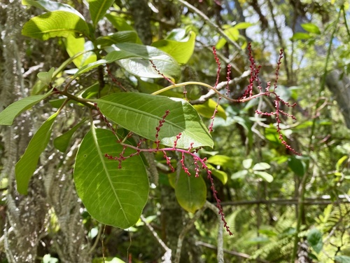 Charpentiera obovata observed 2023-06-15