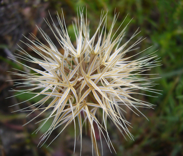 Microseris acuminata