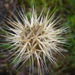 Microseris acuminata - Photo (c) 2008 Zoya Akulova,  זכויות יוצרים חלקיות (CC BY-NC)