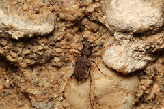 Neocicindela garnerae