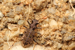 Neocicindela garnerae