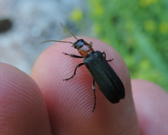 Anogcodes fulvicollis