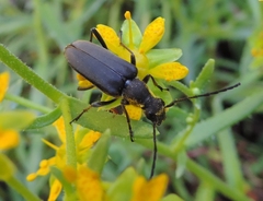Anastrangalia dubia