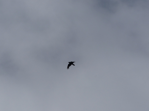 Common Raven photographed in Maine