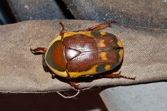 Pachnodella impressa