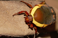 Pachnodella impressa