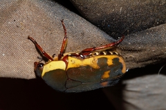 Pachnodella impressa