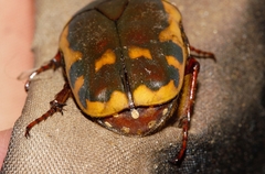 Pachnodella impressa