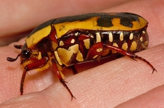 Pachnodella impressa