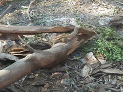 Funambulus pennantii