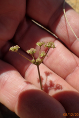 Anisotome filifolia