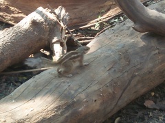 Funambulus pennantii