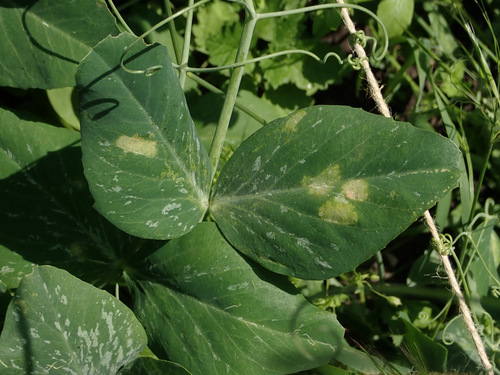 Míldio (Peronospora pisi)