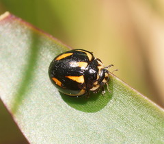 Micraspis flavovittata