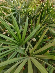Arecaceae