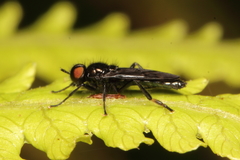 Berisina maculipennis