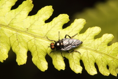 Berisina maculipennis