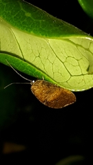 Drepanacra binocula