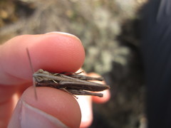 Omocestus
