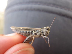Omocestus